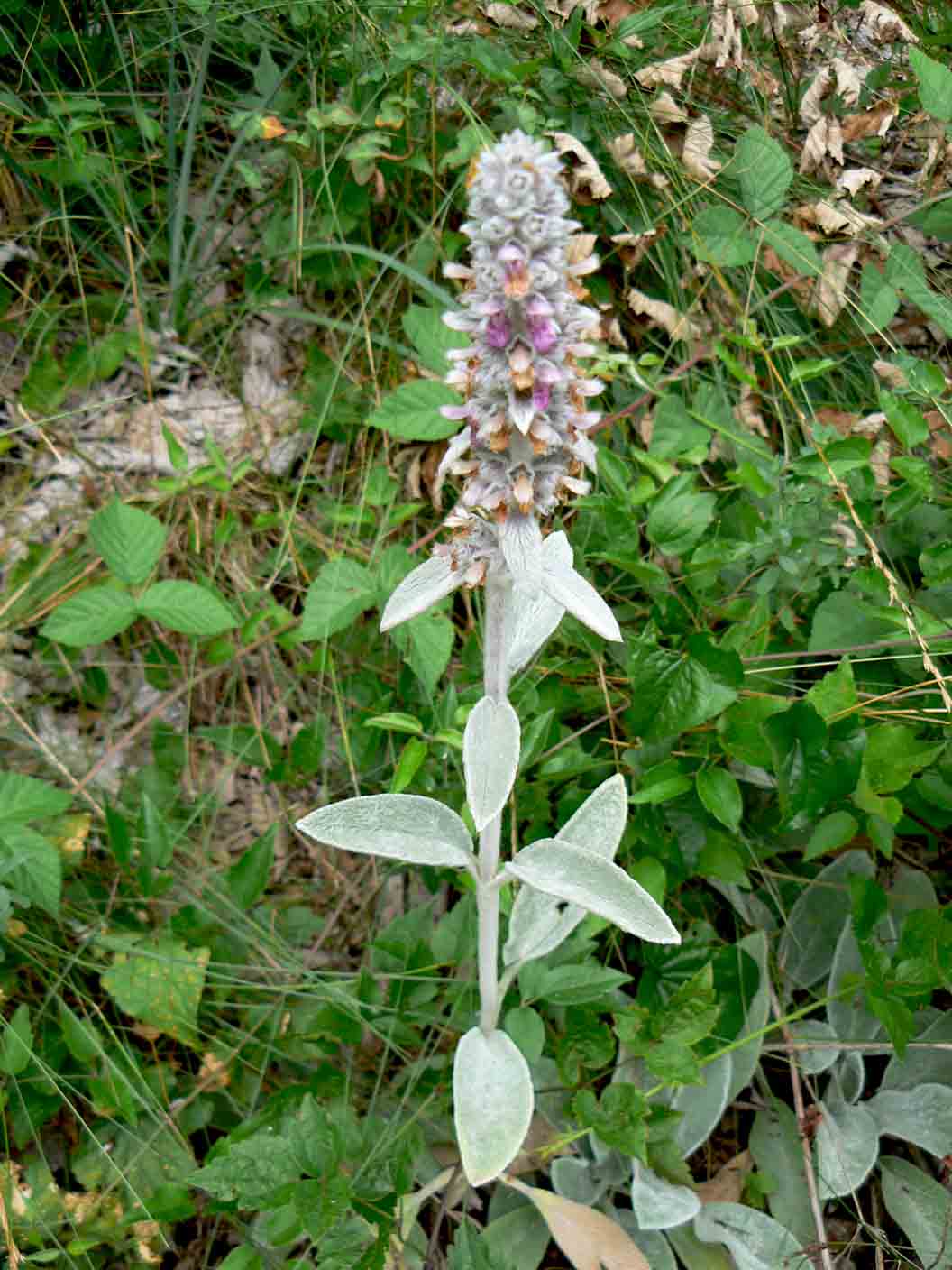 Stachys byzantina / Stregona candida